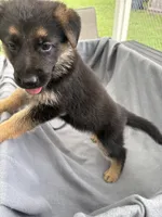 Puppy Gray , a male German Shepherd Dog for sale in Macon, GA – 6 of 10