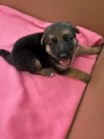 White German shepherd , a female German Shepherd Dog for sale in Macon, GA – 5 of 8