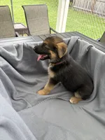Puppy Orange , a female German Shepherd Dog for sale in Macon, GA – 5 of 8