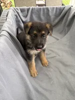 Puppy Gray , a male German Shepherd Dog for sale in Macon, GA – 3 of 10