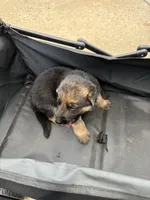 Puppy 3 female , a female German Shepherd Dog for sale in Macon, GA – 3 of 3