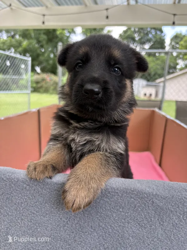 Blue German shepherd  – German Shepherd Dog puppy for sale in Macon, GA