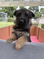 Blue German shepherd , a male German Shepherd Dog for sale in Macon, GA – 1 of 10