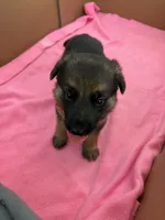 Orange German shepherd , a female German Shepherd Dog for sale in Macon, GA – 3 of 10