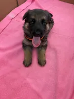 Orange German shepherd , a female German Shepherd Dog for sale in Macon, GA – 8 of 10