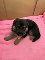 Gray German shepherd , a male German Shepherd Dog for sale in Macon, GA – 6 of 8