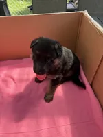 Red German shepherd , a female German Shepherd Dog for sale in Macon, GA – 3 of 9