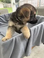 Puppy Pink , a female German Shepherd Dog for sale in Macon, GA – 2 of 10