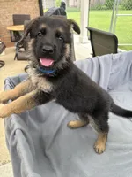 Puppy Blue, a male German Shepherd Dog for sale in Macon, GA – 8 of 10