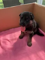 Red German shepherd , a female German Shepherd Dog for sale in Macon, GA – 2 of 9
