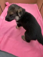  Brown German shepherd , a male German Shepherd Dog for sale in Macon, GA – 2 of 8