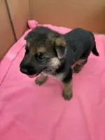  Brown German shepherd , a male German Shepherd Dog for sale in Macon, GA – 5 of 8