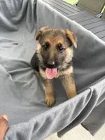 Puppy yellow, a female German Shepherd Dog for sale in Macon, GA – 9 of 10