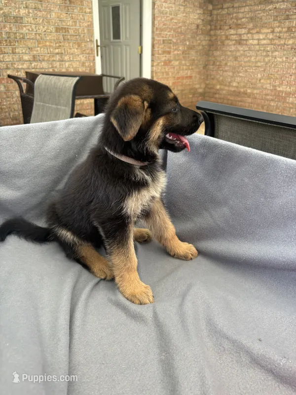 Puppy Gray  – German Shepherd Dog puppy for sale in Macon, GA
