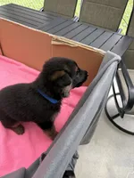 Blue German shepherd , a male German Shepherd Dog for sale in Macon, GA – 2 of 10