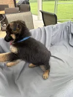 Puppy Blue, a male German Shepherd Dog for sale in Macon, GA – 10 of 10