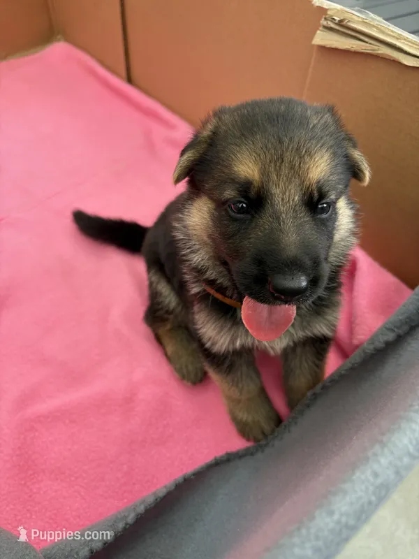  Brown German shepherd  – German Shepherd Dog puppy for sale in Macon, GA