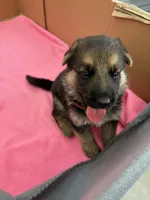  Brown German shepherd , a male German Shepherd Dog for sale in Macon, GA – 1 of 8