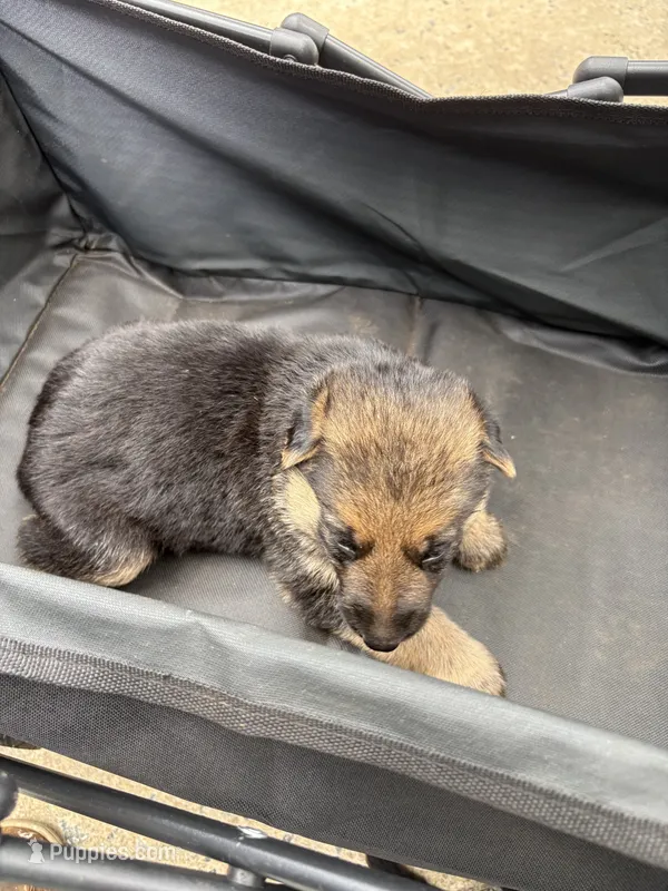Puppy 5 female  – German Shepherd Dog puppy for sale in Macon, GA