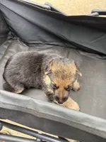Puppy 5 female , a female German Shepherd Dog for sale in Macon, GA – 1 of 3