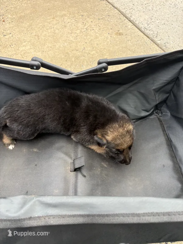 Puppy 3 female  – German Shepherd Dog puppy for sale in Macon, GA