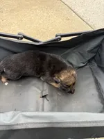 Puppy 3 female , a female German Shepherd Dog for sale in Macon, GA – 1 of 3
