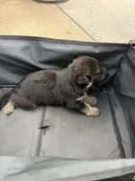 Puppy 7 male, a male German Shepherd Dog for sale in Macon, GA – 3 of 4
