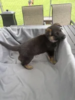 Puppy Red , a female German Shepherd Dog for sale in Macon, GA – 4 of 9