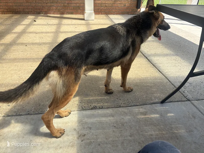 Jemma  – German Shepherd Dog puppy for sale in Macon, GA