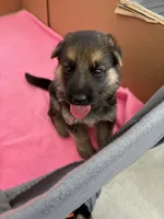  Brown German shepherd , a male German Shepherd Dog for sale in Macon, GA – 4 of 8
