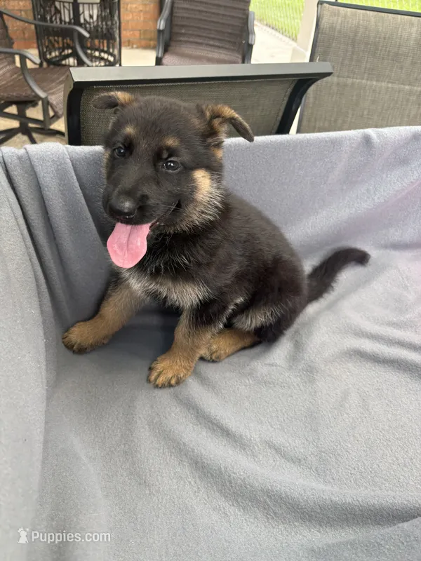 Puppy Red  – German Shepherd Dog puppy for sale in Macon, GA