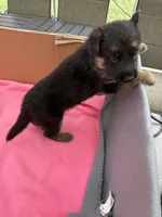 Blue German shepherd , a male German Shepherd Dog for sale in Macon, GA – 8 of 10