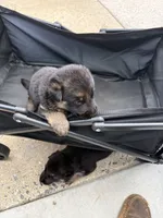 Puppy 6 male , a male German Shepherd Dog for sale in Macon, GA – 3 of 4