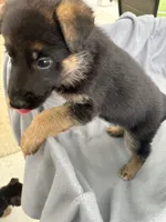 Puppy Red , a female German Shepherd Dog for sale in Macon, GA – 7 of 9