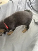 Puppy Red , a female German Shepherd Dog for sale in Macon, GA – 2 of 9