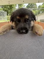 Gray German shepherd , a male German Shepherd Dog for sale in Macon, GA – 2 of 8