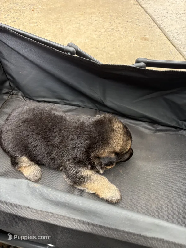 Puppy 4 female  – German Shepherd Dog puppy for sale in Macon, GA