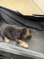 Puppy 4 female , a female German Shepherd Dog for sale in Macon, GA – 1 of 4