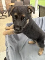 Puppy Blue, a male German Shepherd Dog for sale in Macon, GA – 6 of 10