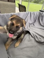 Puppy Brown , a male German Shepherd Dog for sale in Macon, GA – 3 of 9