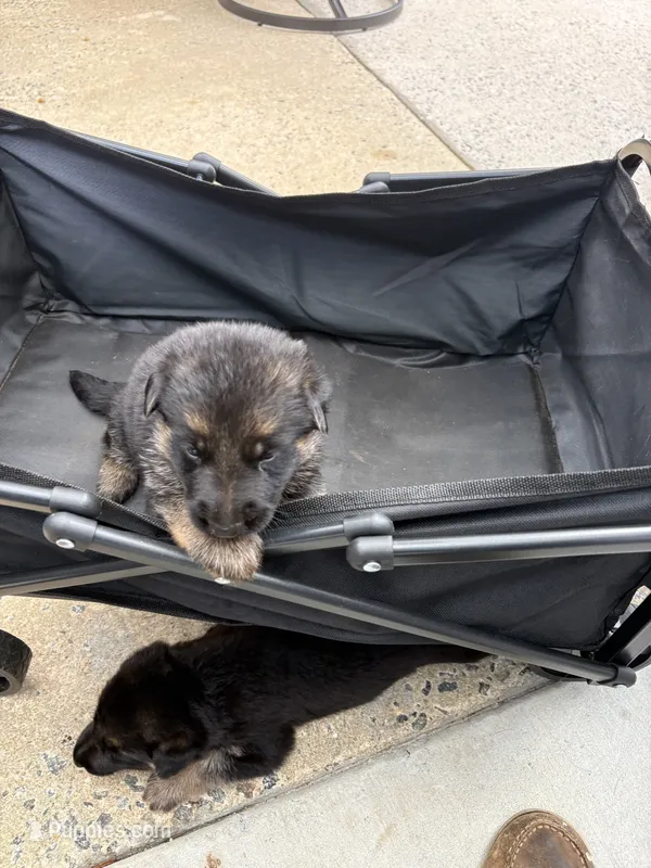 Puppy 6 male  – German Shepherd Dog puppy for sale in Macon, GA