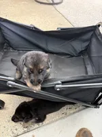 Puppy 6 male , a male German Shepherd Dog for sale in Macon, GA – 1 of 4