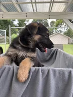 Puppy Gray , a male German Shepherd Dog for sale in Macon, GA – 7 of 10
