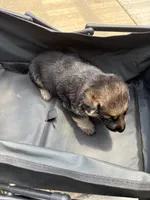 Puppy 8 male , a male German Shepherd Dog for sale in Macon, GA – 1 of 4