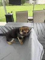 Puppy Pink , a female German Shepherd Dog for sale in Macon, GA – 6 of 10