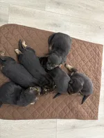 Puppies, a female German Shepherd Dog for sale in Macon, GA – Photo 3 of 3