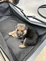 Puppy 5 female , a female German Shepherd Dog for sale in Macon, GA – 3 of 3