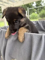 Puppy Red , a female German Shepherd Dog for sale in Macon, GA – 9 of 9