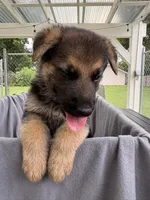 Puppy Brown, a male German Shepherd Dog for sale in Macon, GA – 5 of 8