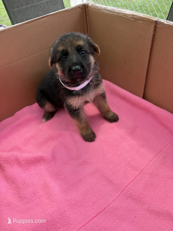 White German shepherd  – German Shepherd Dog puppy for sale in Macon, GA